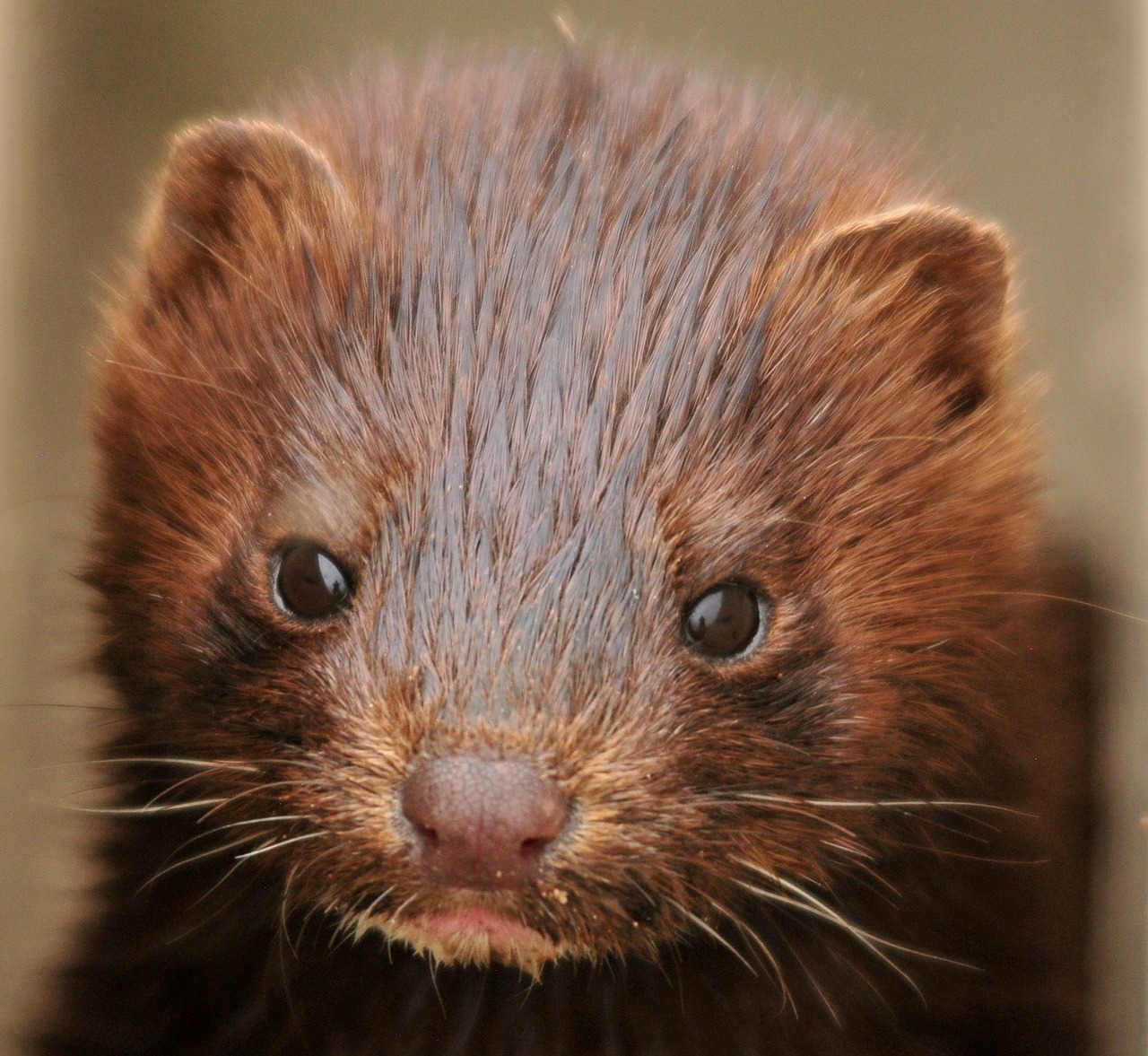 5 Coolest Taiga Animals - Earhpedia - Earth.com