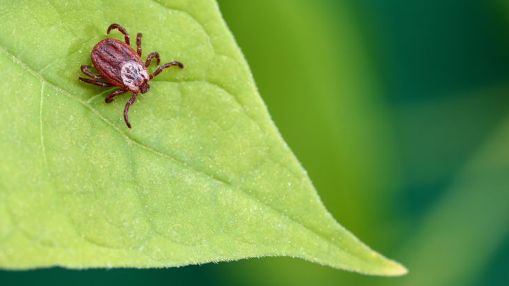 A parasitic mite sits on a leaf. A genetic study of mites and ticks found they may be from the same evolutionary lineage.