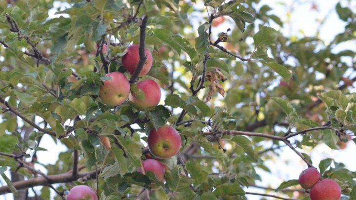 Ancient apple seeds and genetic studies recently revealed that the modern apple is a hybrid of at least four wild apples.