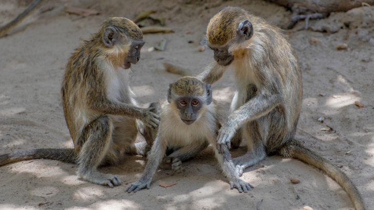 In an effort to better understand how human language developed, a team of scientists has analyzed the vocalizations of vervet monkeys.