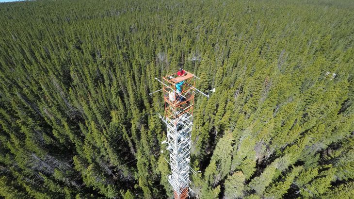 Researchers from the University of Utah have found a way to monitor GPP and photosynthesis in evergreen forests using satellites.
