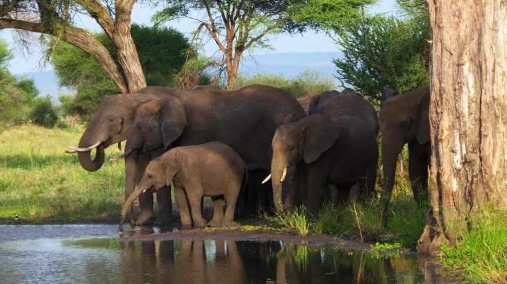 Elephants will remain threatened until more action is taken to address poverty and corruption and there is a drop in the demand for ivory.