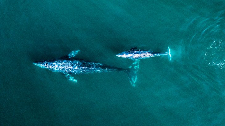 Gray whales have been turning up dead in alarming numbers along the western coast of the United States from California up to Washington.