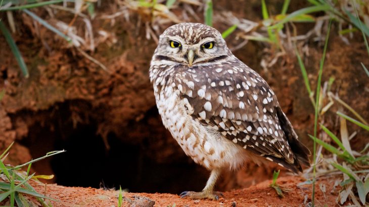 Now more than ever, there are many different ways to get involved in conservation efforts from the comfort of your own home.