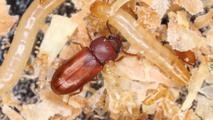 Broad-horned beetles fight over females, and once a beetle lost a battle, most would not start another fight for about four days.
