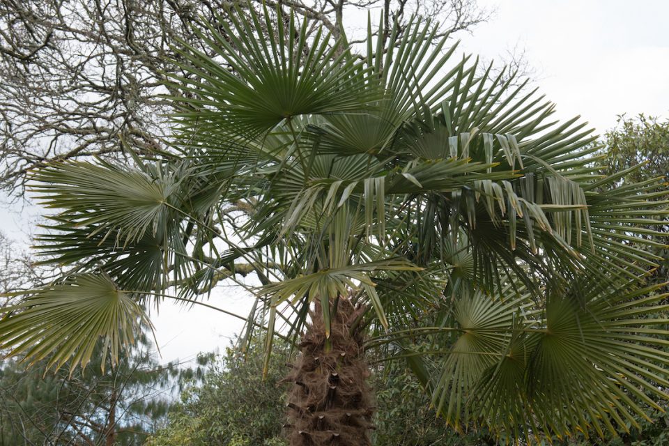 palm-trees-in-england-invasive-plants-could-soon-spread-across-the-uk