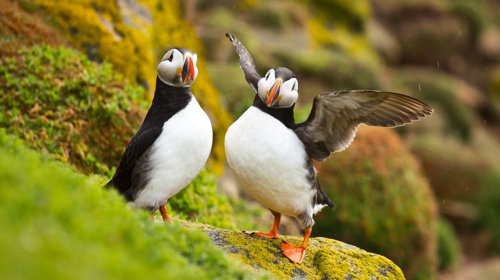 The population of seabirds on a British island has made an impressive recovery after a project was launched to eradicate thousands of rats that were eating all the bird eggs.