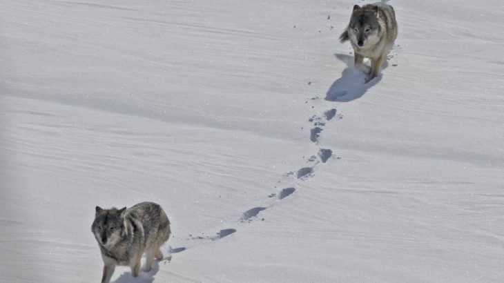 Close inbreeding causes abnormalities that likely contributed to the crash of the Isle Royale wolf population over the last decade.