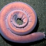 hagfish