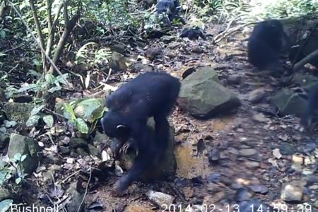 Today’s Video of the Day from Kyoto University shows chimpanzees searching for freshwater crabs in the rainforest of the Nimba Mountains in Guinea, West Africa.
