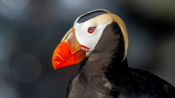 A new study reports that climate change is most likely partially responsible for a mass starvation-based die-off of puffins in the Bering Sea.