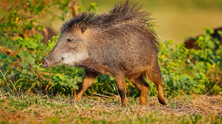 Rickettsia bacteria is the true cause behind Rocky Mountain spotted fever is found in wild boars, hunting dogs, and hunters in Brazil.