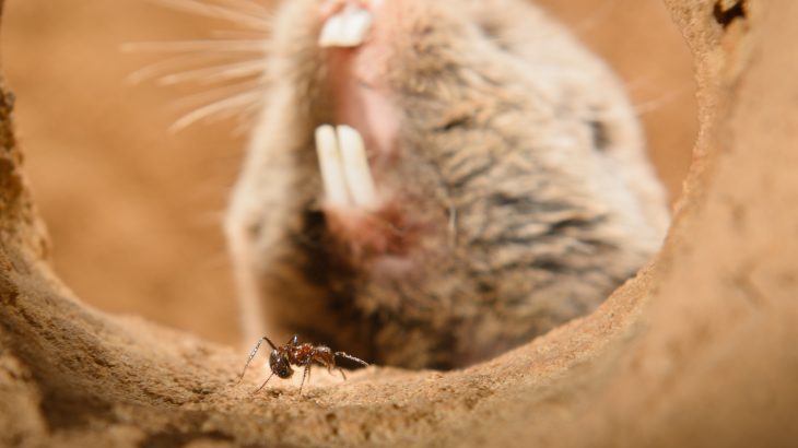 African mole-rats have an unbelievable tolerance for pain which allows them to burrow next to venomous ants and eat roots that other animals would avoid.