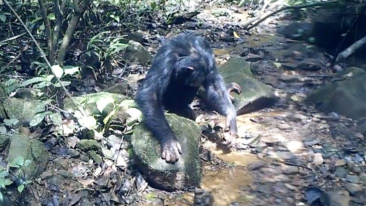 A new study from the University of Zurich is the first produce evidence that chimpanzees hunt and eat freshwater crabs on a regular basis.