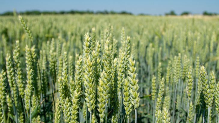 Climate change is already affecting crop production, a new study says.