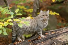 Conservationists are planning to reintroduce European wildcats to parts of England, Wales and Cornwall.