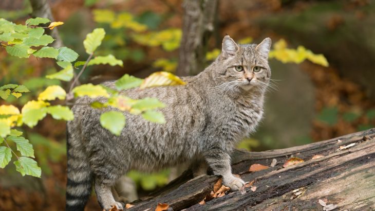 Conservationists are planning to reintroduce European wildcats to parts of England, Wales and Cornwall.