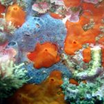 As the sponges filter-feed, the DNA left behind in the water from other animals is collected in their tissues.