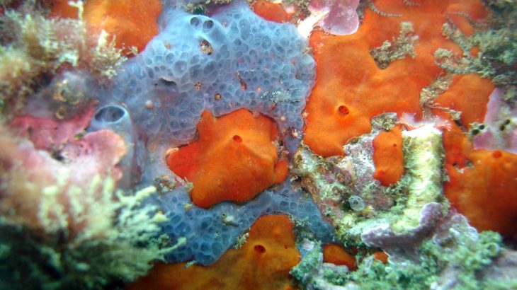 As the sponges filter-feed, the DNA left behind in the water from other animals is collected in their tissues.