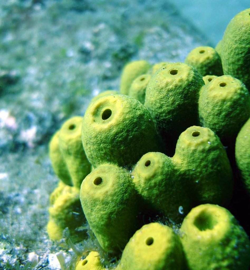 Sponges pick up DNA from other sea creatures as they filter ocean water