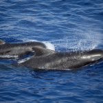 A team of Japanese whalers and scientists have successfully identified new subspecies of the short-finned pilot whale.