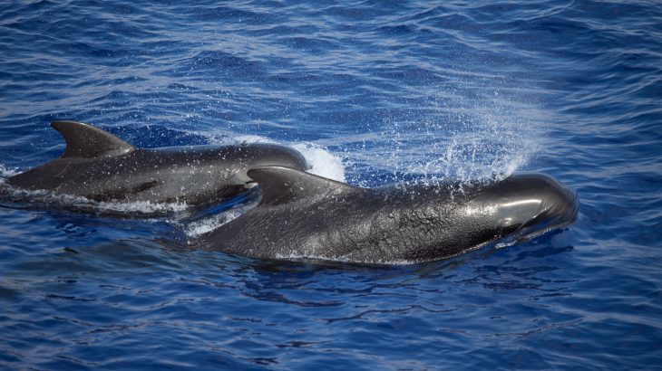 A team of Japanese whalers and scientists have successfully identified new subspecies of the short-finned pilot whale.