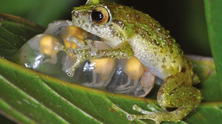 The chytrid fungus has already killed off over 90 frog species and caused population decline in over 500 species worldwide.