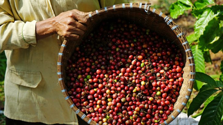 Coffee farms found were found to be using virtual slave labor which raises important questions about the uncertainty of certification labels.