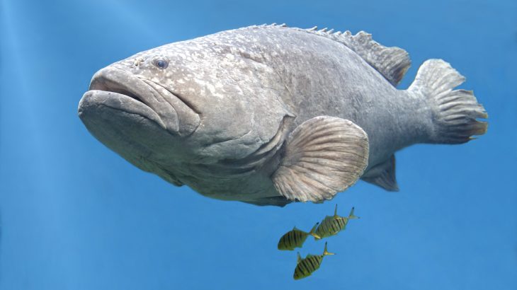 The US Defense Advanced Research Project Agency (DARPA) plans to use Goliath grouper, black sea bass, and snapping shrimp to help monitor human activity.