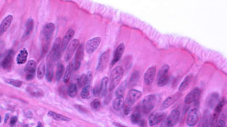 A research team has identified the transcription factor Ets21c as a vital regulator of the regenerative system within the adult intestine.