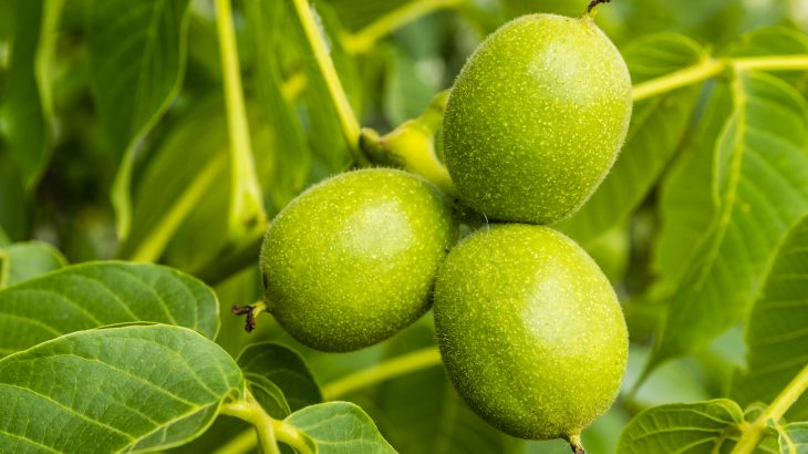 A team of researchers were finally able to track down the origins of the Persian walnut, prized for its hardwood and rich nuts.
