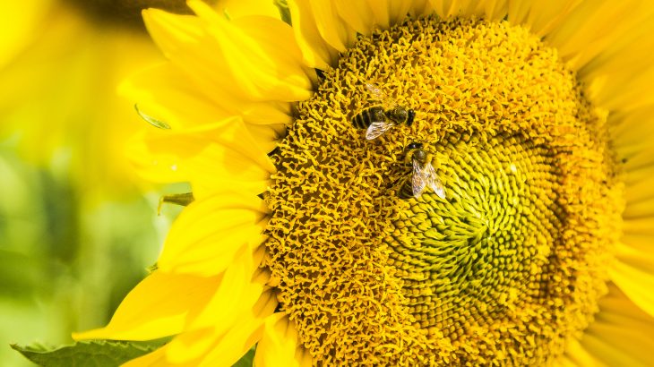 A team of researchers has found that bees are capable of linking mathematical symbols to their corresponding quantities.