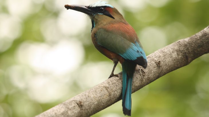 The rich biodiversity of Costa Rica makes its varied coastal, mountainous, and forest covered terrain a hotspot for species diversity and conservation.