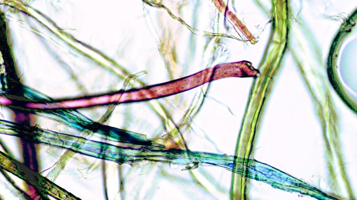 According to a new report from the American Chemical Society, the average American consumes more than 70,000 particles of microplastics per year.