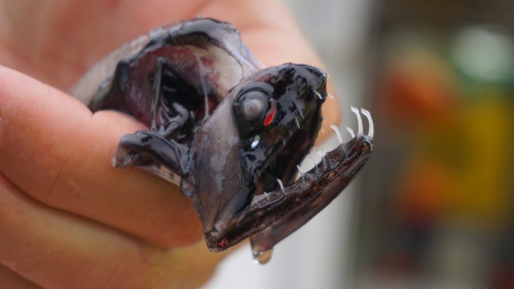 Measuring in at just 15 centimeters, dragonfish sport a set of enormous teeth, which they use to eat smaller fish up to 50% of their size.