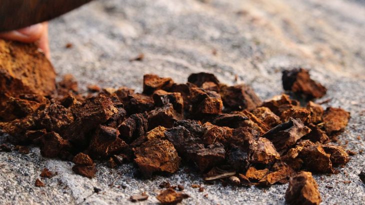 chaga mushrooms