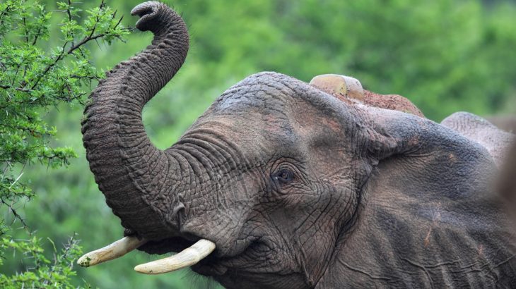 A collaborative team of researchers has discovered that elephants use their trunks to sniff out quantities.
