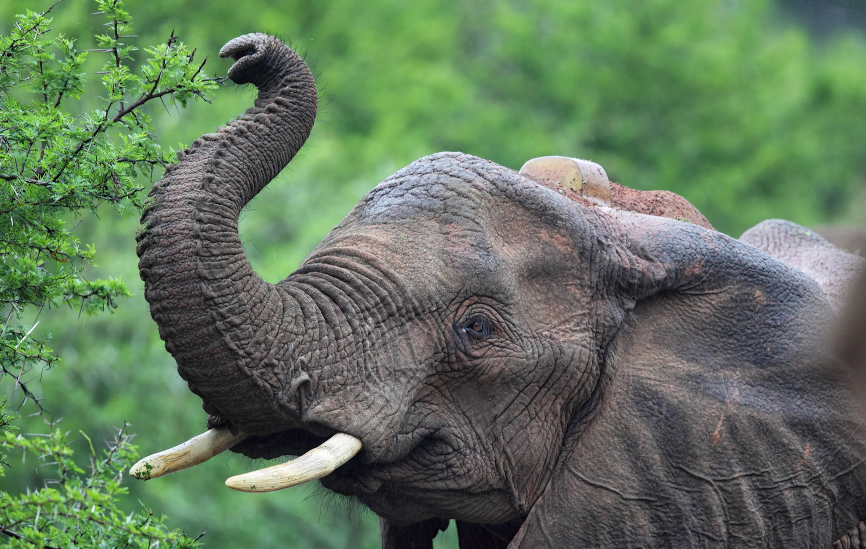 Elephants Use Their Trunks To Count Elephants Use Their Trunks To Count