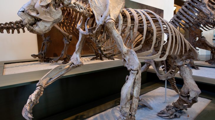 Years of general scientific consensus on how living and extinct sloths evolved and are related may be inaccurate, according to new research.