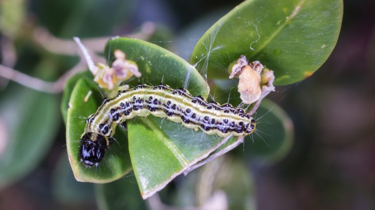 The box caterpillar is making quick work of England’s hedgerows as the pest has made the top of the Royal Horticultural Society’s “most wanted list.”