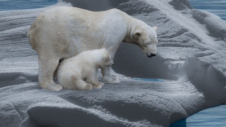polar bear and cub on ice