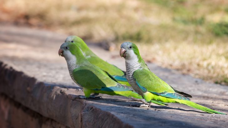 Several species of escaped parrots, including monk parakeets, have left pethood behind to form thriving populations in 23 U.S. states.