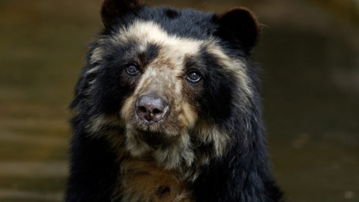 Andean bears, also known as spectacled bears, are almost mythical animals among South American wildlife enthusiasts.