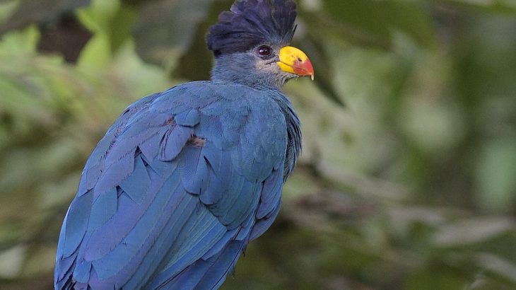 A new study shows that many brightly colored tropical birds likely migrated from temperate zones millions of years ago.