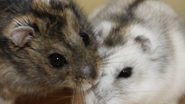 Cyclical changes make the Siberian hamster a model organism for studying biological processes dictated by seasonal changes.
