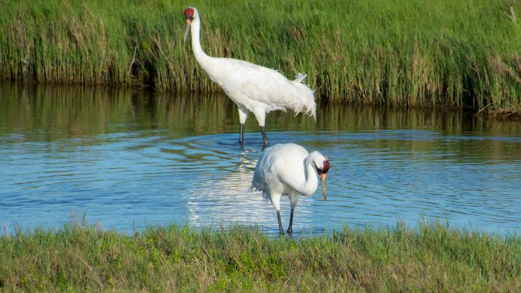 Wildlife refuges often contain large amounts of land that are inaccessible to the public, land meant to be used by wildlife and wildlife managers alone.