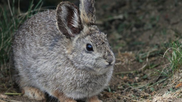 Agriculture, overgrazing, development and invasive species have destroyed more than half of Washington habitat of Columbia Basin pygmy rabbits.