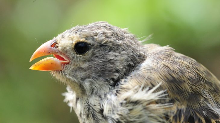 An invasive parasite on the Galápagos Islands has found a host in the famed finches that once captivated Charles Darwin, and as a result, the finches’ beaks are changing shape.