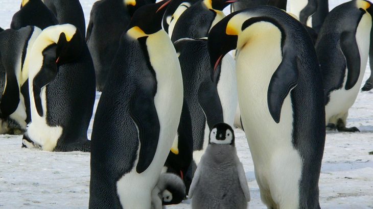 penguins