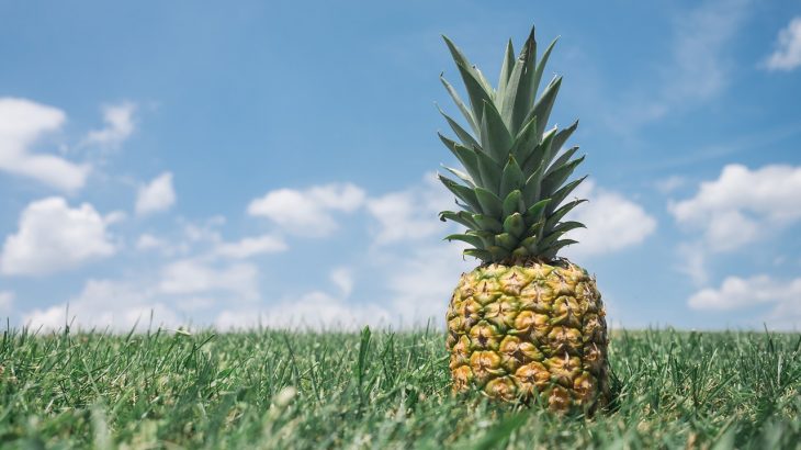 pineapple grows
